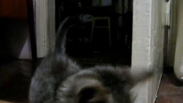 Котенок футболист. Из семейного архива/The kitten is a football player. From the family archive