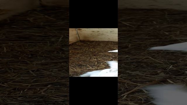 Томик 20240426_093734.mp4