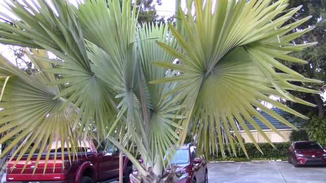 Bismarckia nobilis Palm Green Form