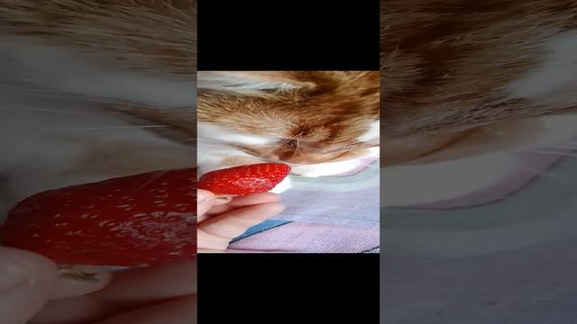 Кот и клубника