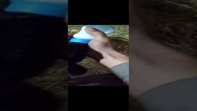 Сиротка