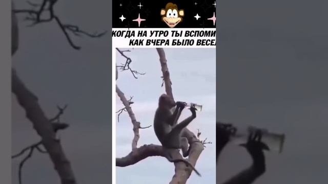 1666425336727.mp4