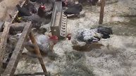 Петушиные бои от дяди Бо
