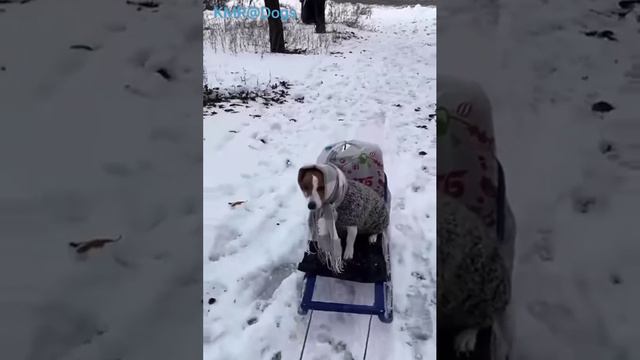 Ну, на фиг Вашу зиму, я в санках погуляю🥶😂 ( видео про собак )