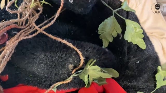 В гостях у Кикиморы