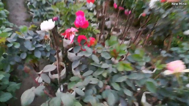 Rose Varieties In India - Some Beautiful Rose Varieties