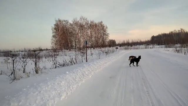 Зимняя прогулка в лес