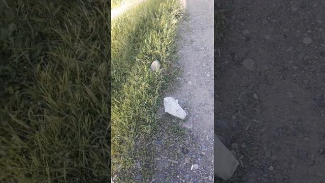 Ящерица без ног в Кыргызстане
