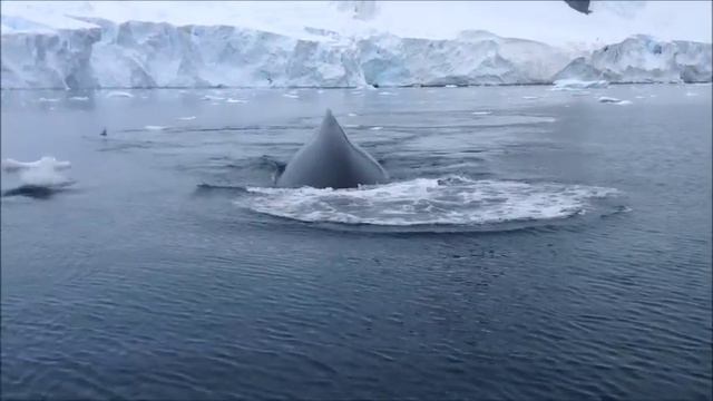 Falklands, South Georgia and Antarctica. Фолклендские острова, Южная Георгия, Антарктика.