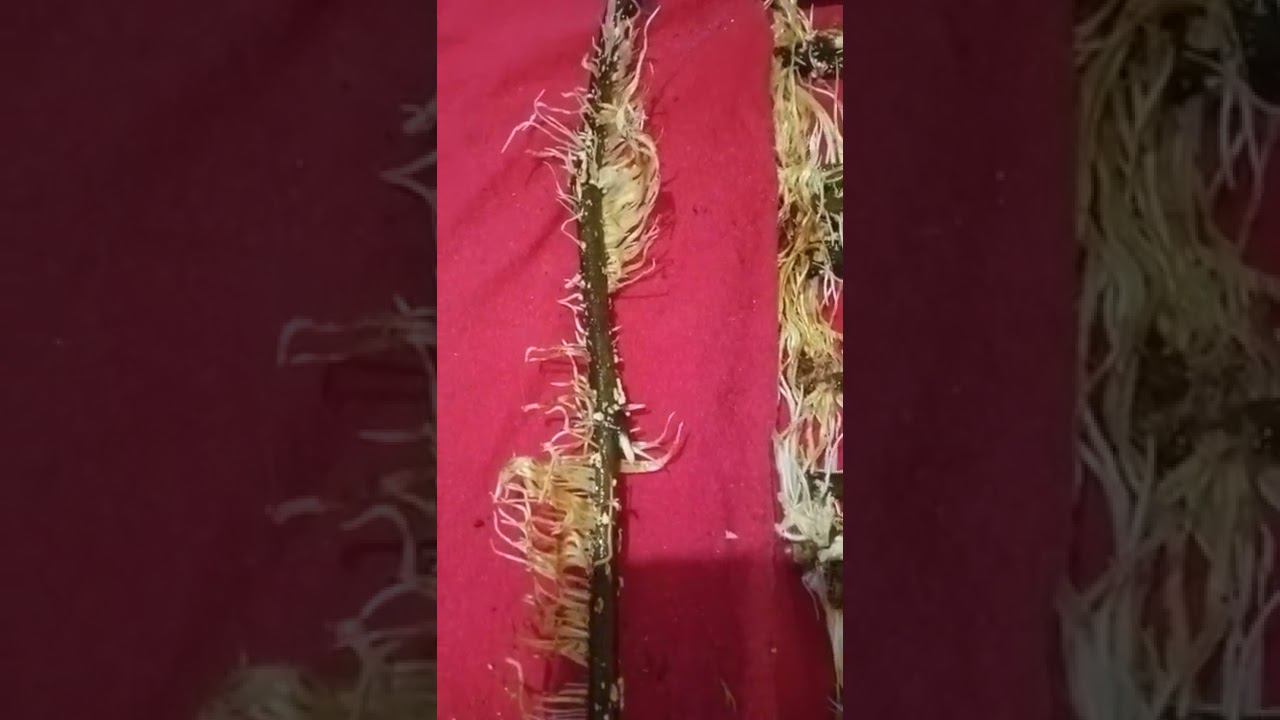 4th Easiest Way To Root Fig Cuttings. #rooting #fig #figcuttings