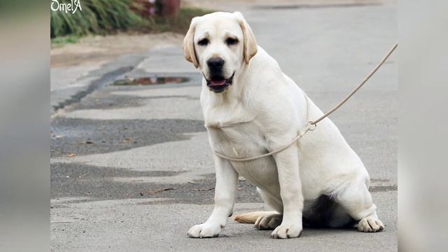 ??? Собака-подросток: как справиться с трудным возрастом?