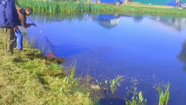 БОЛЬШОЙ КАРП И ПОДСАК