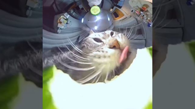 Просто котик, который кушает огурец: ещё один шедевр, снятый на широкоугольную камеру.