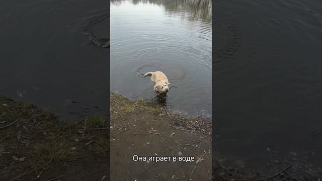 Лабрадорская водяная собака