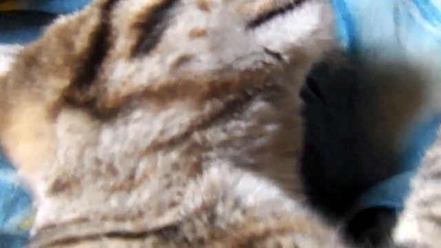 Спящий кот