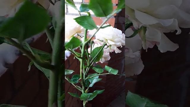 Плетистая роза из холодного фарфора