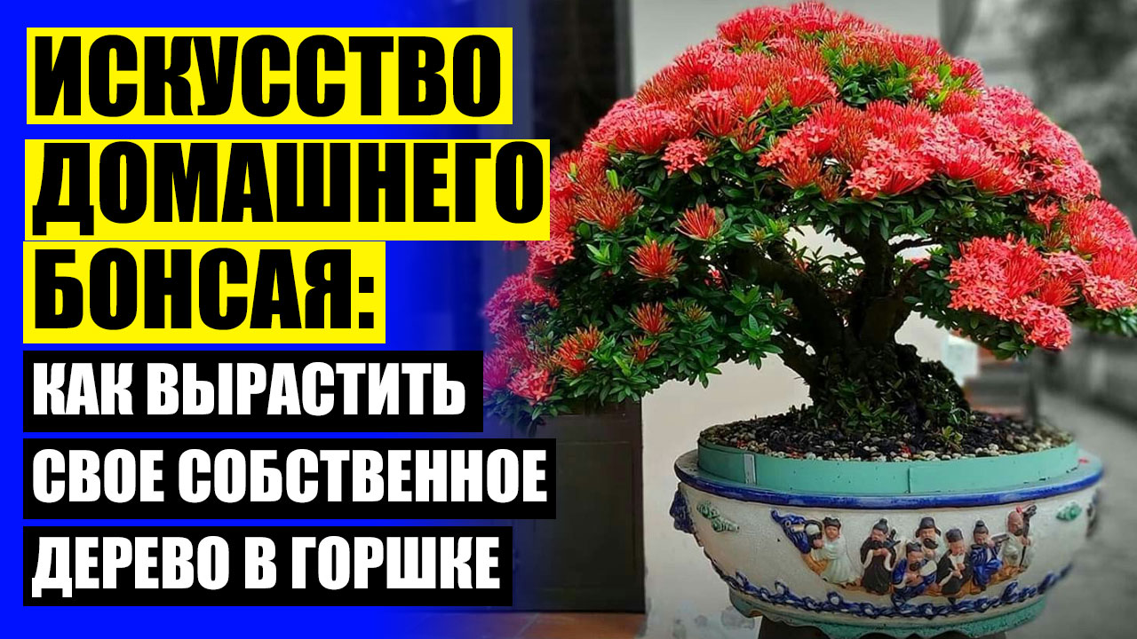Глициния бонсай купить в москве 👍 Какие цветы не нуждаются в солнечном свете домашние