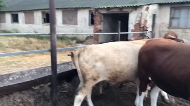 Как Правильно Кормить Крупный Рогатый Скот где мы покупаем скот.