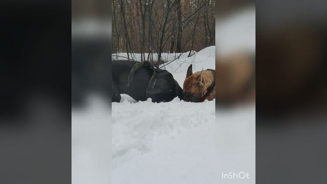 Упряжка немецких догов. Самара. Первый раз...