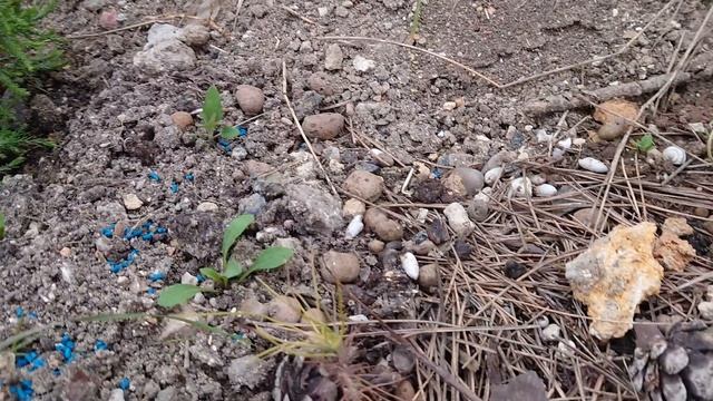 Озеленяем помойку,  выращиваем деревья из семян