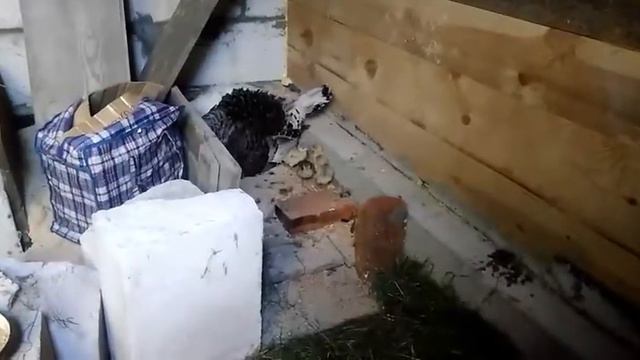 Индюшка принимает чужих индюшат.