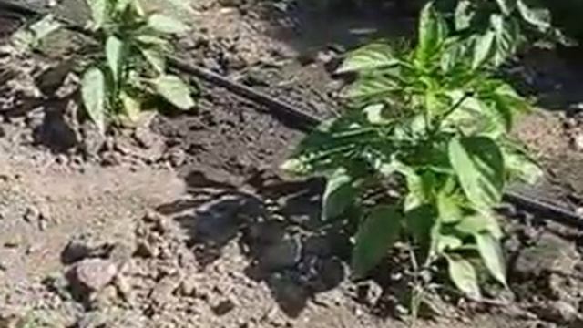 Капельный полив перца сладкого
