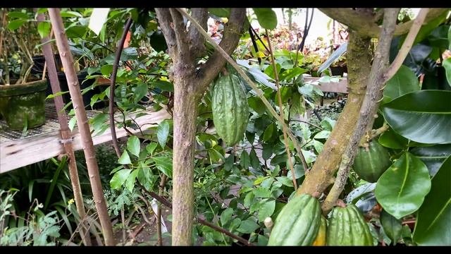 The Cocoa Plant Theobroma cacao Trinitario - Grow Your Own Cocoa Beans at Home!