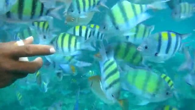 ОСТРОВА Phi Phi - СНОРКЛИНГ- Кормление рыб
