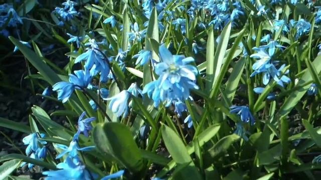 Пора цветения. Пролеска сибирская - Scilla sibirica