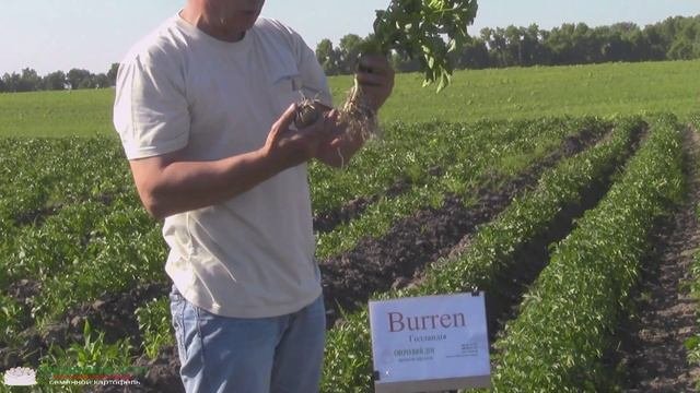 Испытания сортов картофеля Burren и Banba Германия