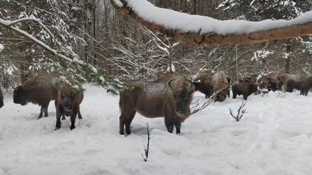 Звери встречают своих кормильцев на одной их кормушек