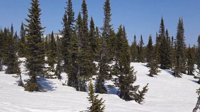 На банане до Креста. Обратно по медвежьим следам на лыжах. Смотрите майский Шерегеш