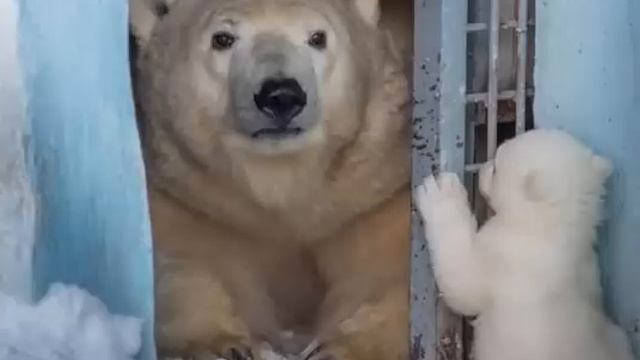 Белый медвежонок и его мама.