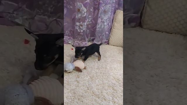 🥰милый малыш Ксолоитцкуинтли 🥰в поисках хозяев 🤗