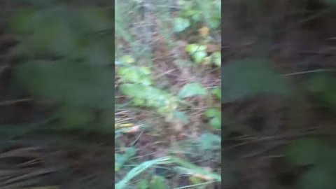 Плодосьемник для лесной земляники 2020 год