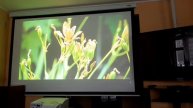 nec um351w sale