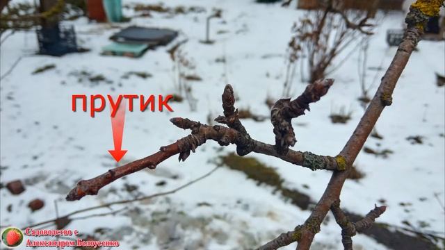 Обрезка плодовых деревьев Формировка кроны Как случайно не обрезать цветочные почки