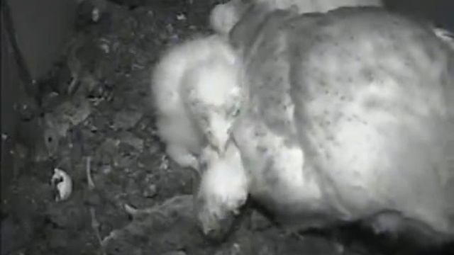 Small owlet finds suitable size meal to gulp down - Somerset Barn Owls