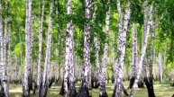 Малиновка Н. Чаплыгин Светлоград