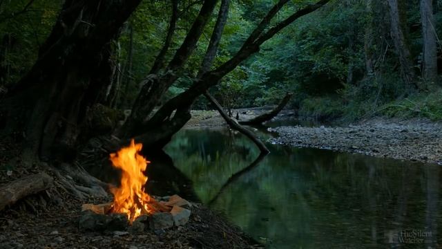 Гвоздика садовая многолетняя посадка и уход фото