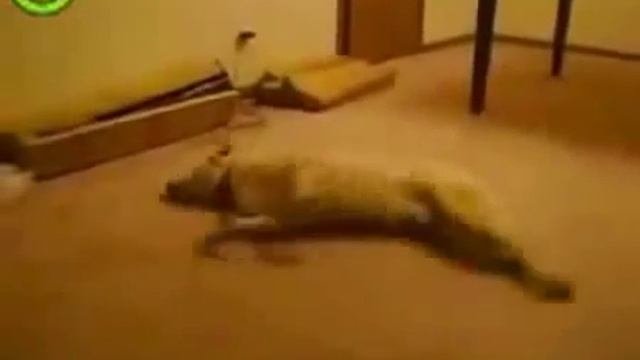 Собаке приснился страшный сон