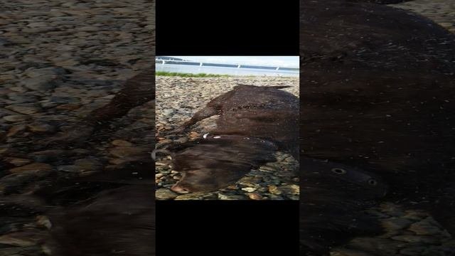 VID_20230701_192630.mp4