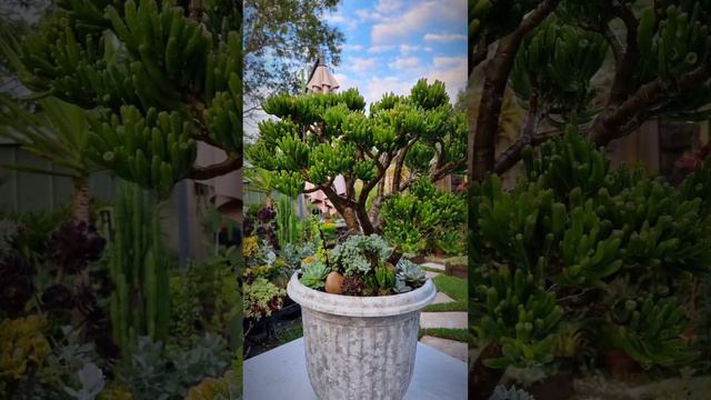 Crassula Ovata Gold fingers #succulentslover #shortvideo #dantesgarden
