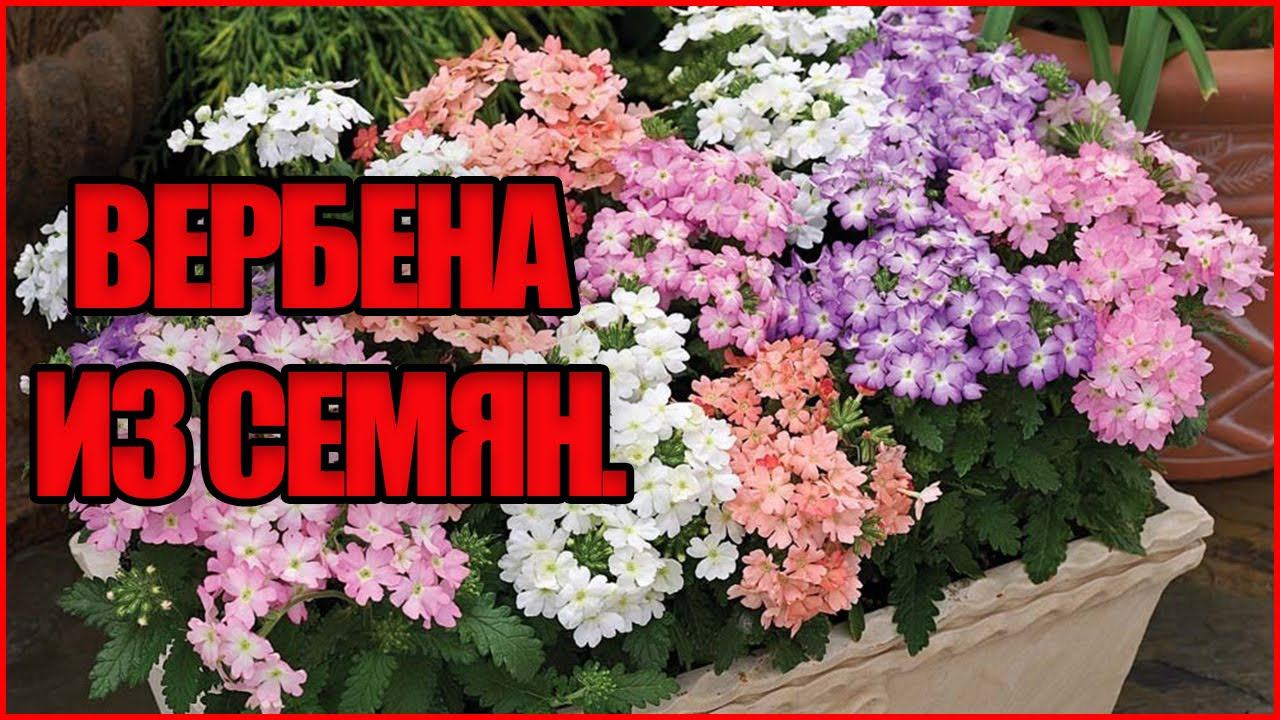 ВИОЛА и ВЕРБЕНА выращивание из семян. Жена дальнобойщика.