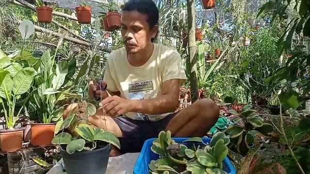HOYA PROPAGATION PART 2 (Hoya kerrii albomarginata)