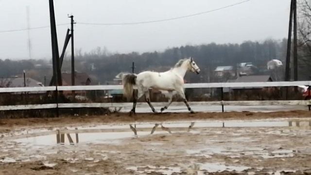 ПРОДАН Орловский рысак Набег 2012