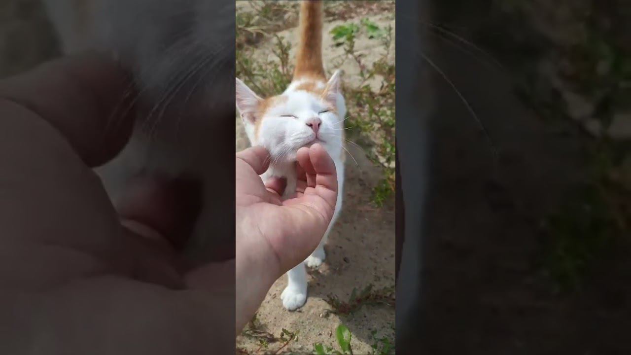 #экодеревушка #животные #экзоты #юмор #крокодилы #улитка #animals #бизнес