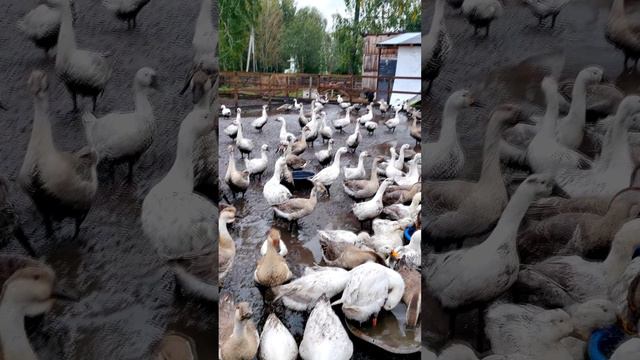 Как гуси и утки выживают в ГРЯЗИ  🐦🌧️Жизнь в режиме вечного ливня 🌧️