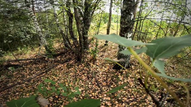 Поход за грибами - Даниловский район (Лето 2024)