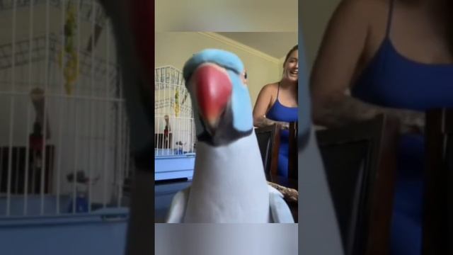 приколы